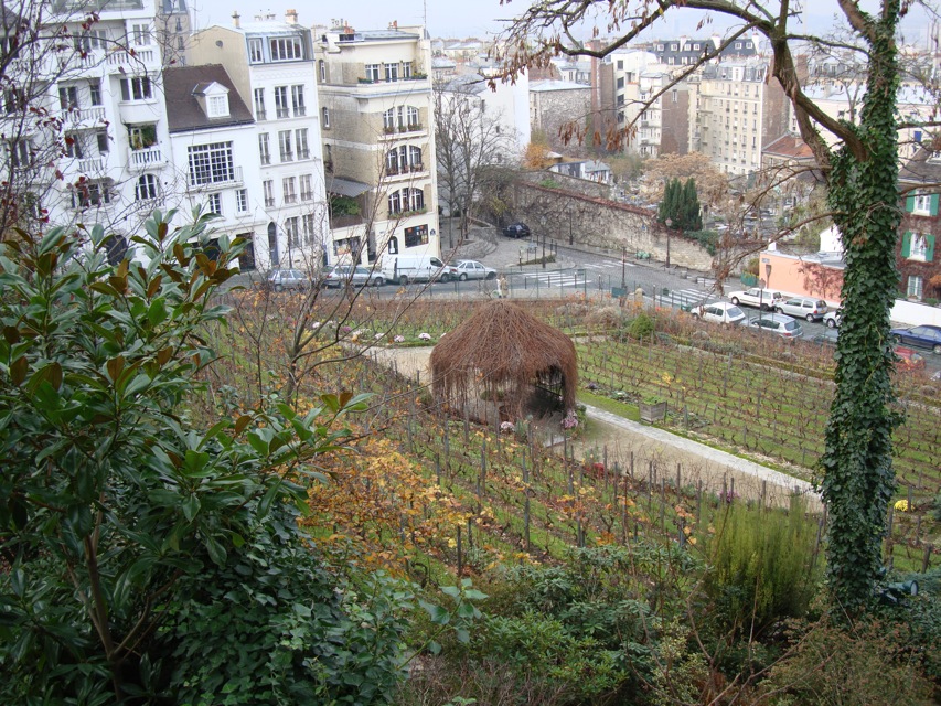 Clos Montmartre Vinyard