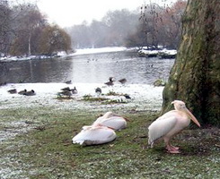 Saint James Park Pelicans, London